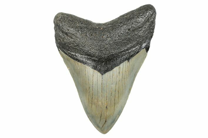 Serrated, Fossil Megalodon Tooth - North Carolina #273926